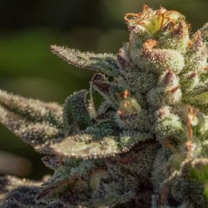 Fuegisima FAST Feminised Seeds - 5 + 2