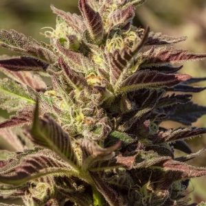 La Jefa FAST Feminised Seeds - 5 + 2