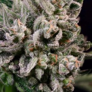 Peanut Butter Breath FAST Feminised Seeds - 5 + 2