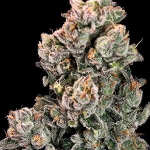 Slurpicane FAST Feminised Seeds - 5 + 2