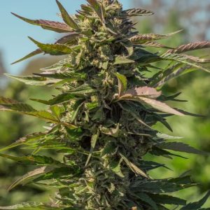 Snow Panda FAST Feminised Seeds - 5 + 2