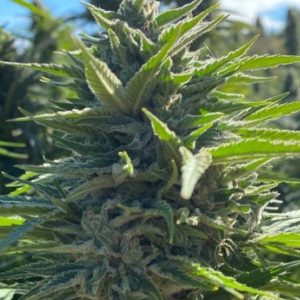 Wedding Cake Auto Feminised Seeds - 5 + 2