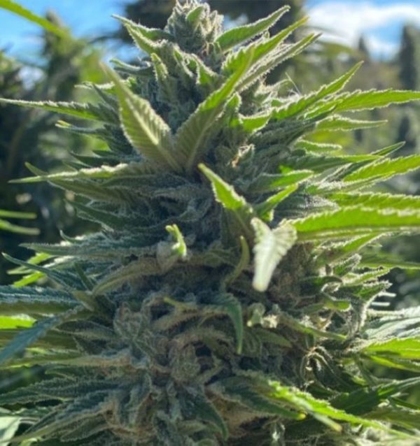 Wedding Cake Auto Feminised Seeds - 5 + 2