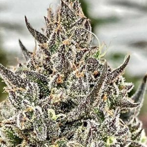 Cheetah the Hut Feminised Seeds - 5 + 2