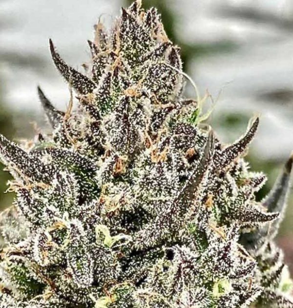 Cheetah the Hut Feminised Seeds - 5 + 2