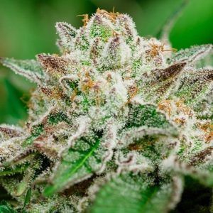 Cosmic Crashers Feminised Seeds - 5 + 2