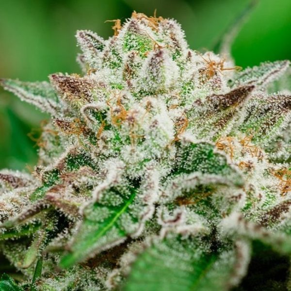 Cosmic Crashers Feminised Seeds - 5 + 2