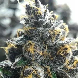 Divorce Cake Feminised Seeds - 5 + 2