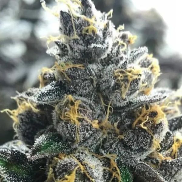 Divorce Cake Feminised Seeds - 5 + 2