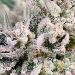 GMO Bomb FAST Feminised Seeds - 5 + 2