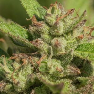 Mendo Breath Feminised Seeds - 5 + 2