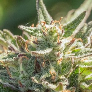 Mythic Cheetah FAST Feminised Seeds - 5 + 2