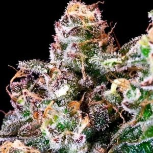Purple Punch Feminised Seeds - 5 + 2