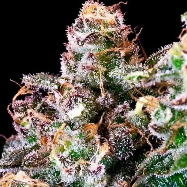 Purple Punch Feminised Seeds - 5 + 2