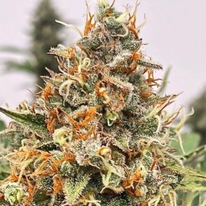 Mendo Butter Feminised Seeds - 5 + 2