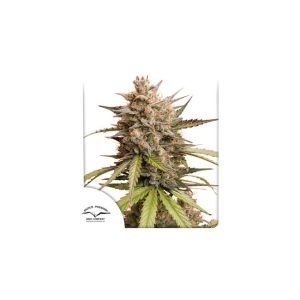 Melonade Runtz Auto Feminised Seeds - 7
