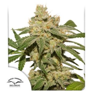 Oh My Gusher Auto Feminised Seeds - 7