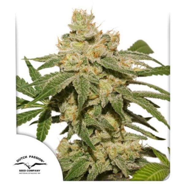 Oh My Gusher Auto Feminised Seeds - 7