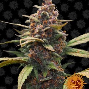 Ayahuasca Purple Feminised Seeds - 10