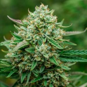 Froot by the Foot Auto Feminised Seeds - 5
