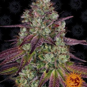 Mimosa EVO Feminised Seeds - 5