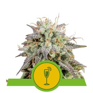 Mimosa Auto Feminised Seeds - 5