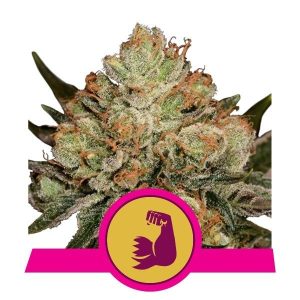 HulkBerry Feminised Seeds - 5