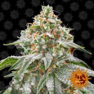 Pink Kush Feminised Seeds - 5