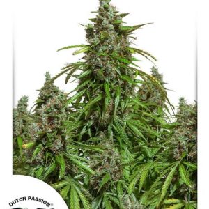 Mazar Auto Feminised Seeds - 7