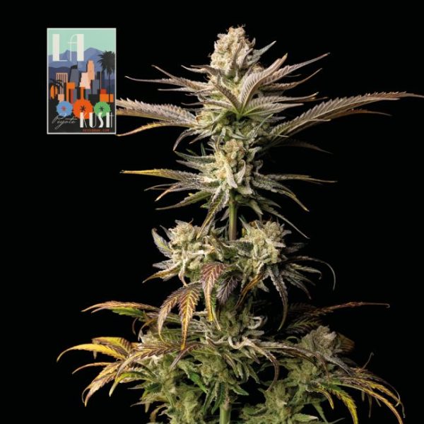 L.A. Peyote Kush Feminised Seeds - 5