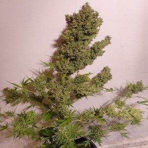 Malawi x NL Auto Feminised Seeds - 5