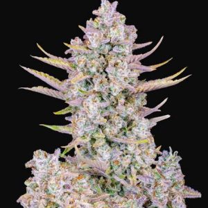 Purple Punch Auto Feminised Seeds - 2