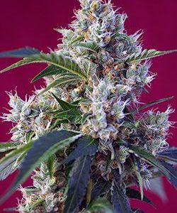 Indigo Berry Kush Feminised Seeds - 5