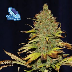 C99 x Blueberry FAST Feminised Seeds - 3