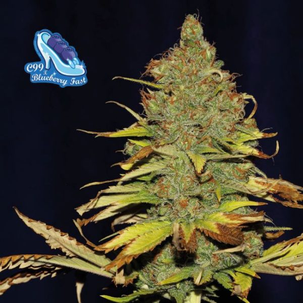 C99 x Blueberry FAST Feminised Seeds - 3