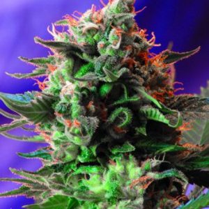 Jack 47 Feminised Seeds - 5