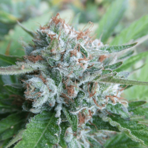 Bellini Feminised Seeds (Gold Collection) - 6