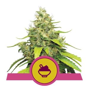Blue Gelato Feminised Seeds - 5