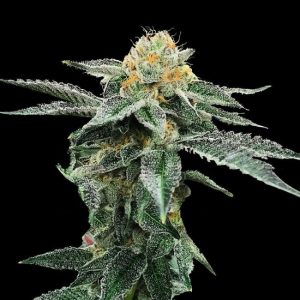 Kosher Cookies Feminised Seeds - 6
