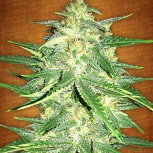 Lemon AK Auto Feminised Seeds - 2
