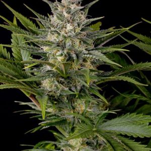 Pineapple Skunk Feminised Seeds - 5