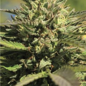 OG Kush Feminised Seeds  -5