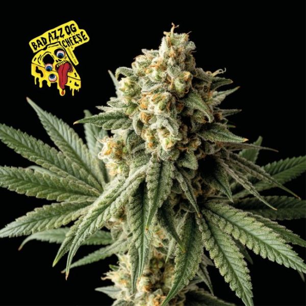 Badazz OG Cheese Feminised Seeds - 5 Pack - Seedsman - Image 2