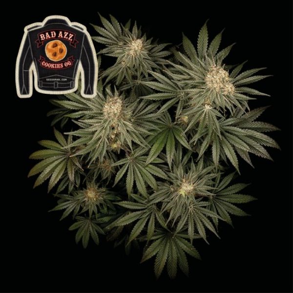 Badazz Cookies OG Feminised Seeds - 1 Pack - Seedsman - Image 2
