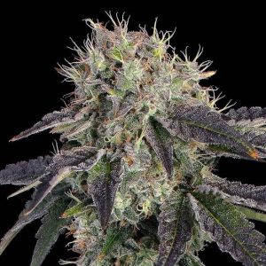 Baller's Game Feminised Seeds - 6
