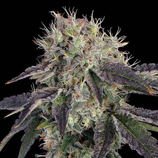 Baller's Game Feminised Seeds - 6