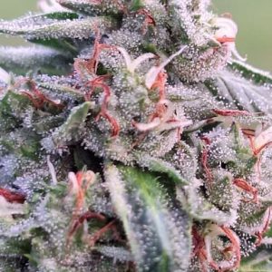 Banana Biscotti F1 Feminised Seeds - 10