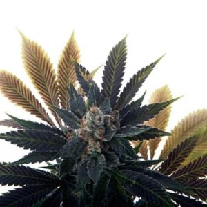 Banana Grape Soda Auto Feminised Seeds - 5