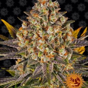Banana Punch Feminised Seeds - 10