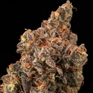 Banjerine FAST Feminised Seeds - 5+2
